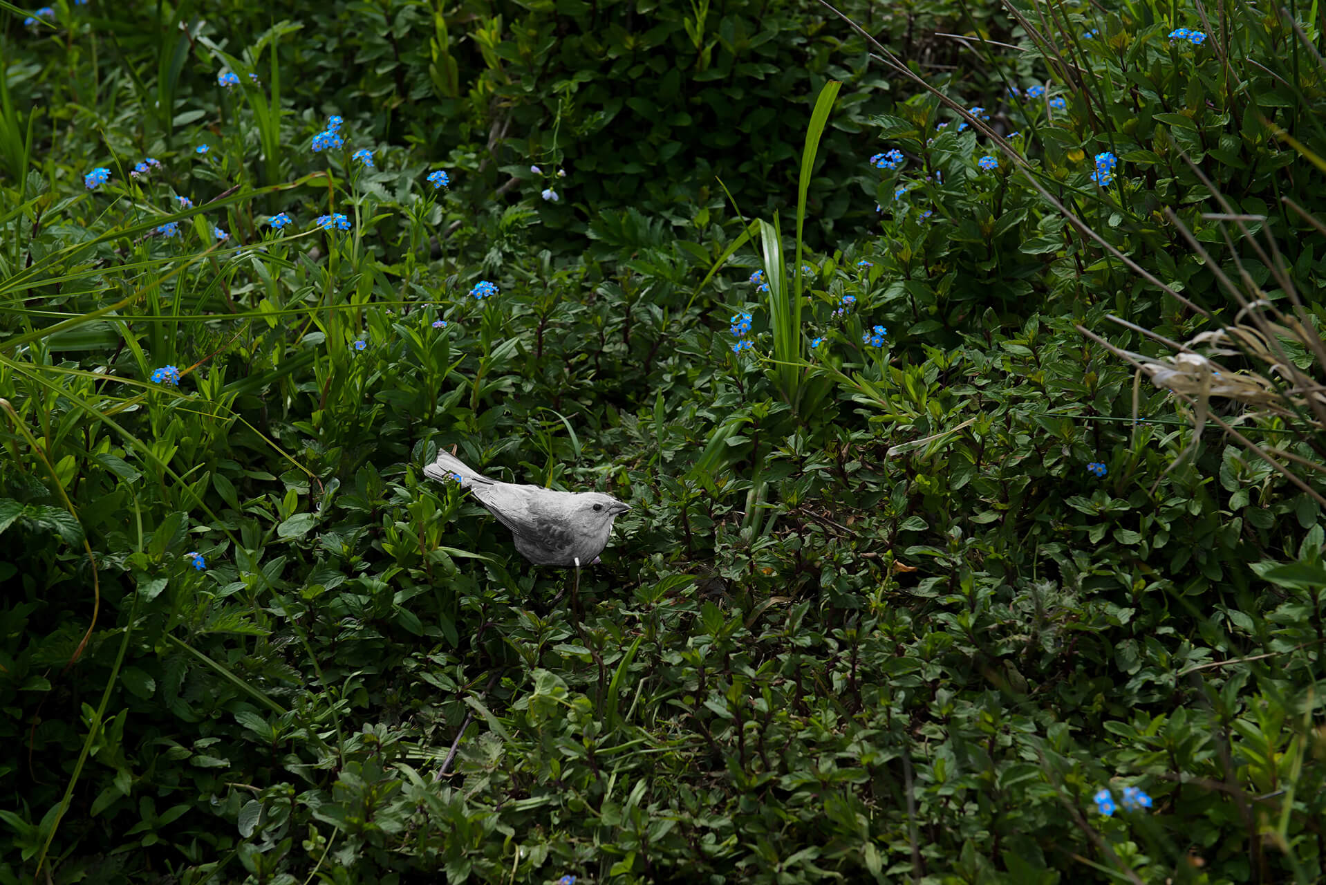 Bird on the Grass, Van Winckel Studios