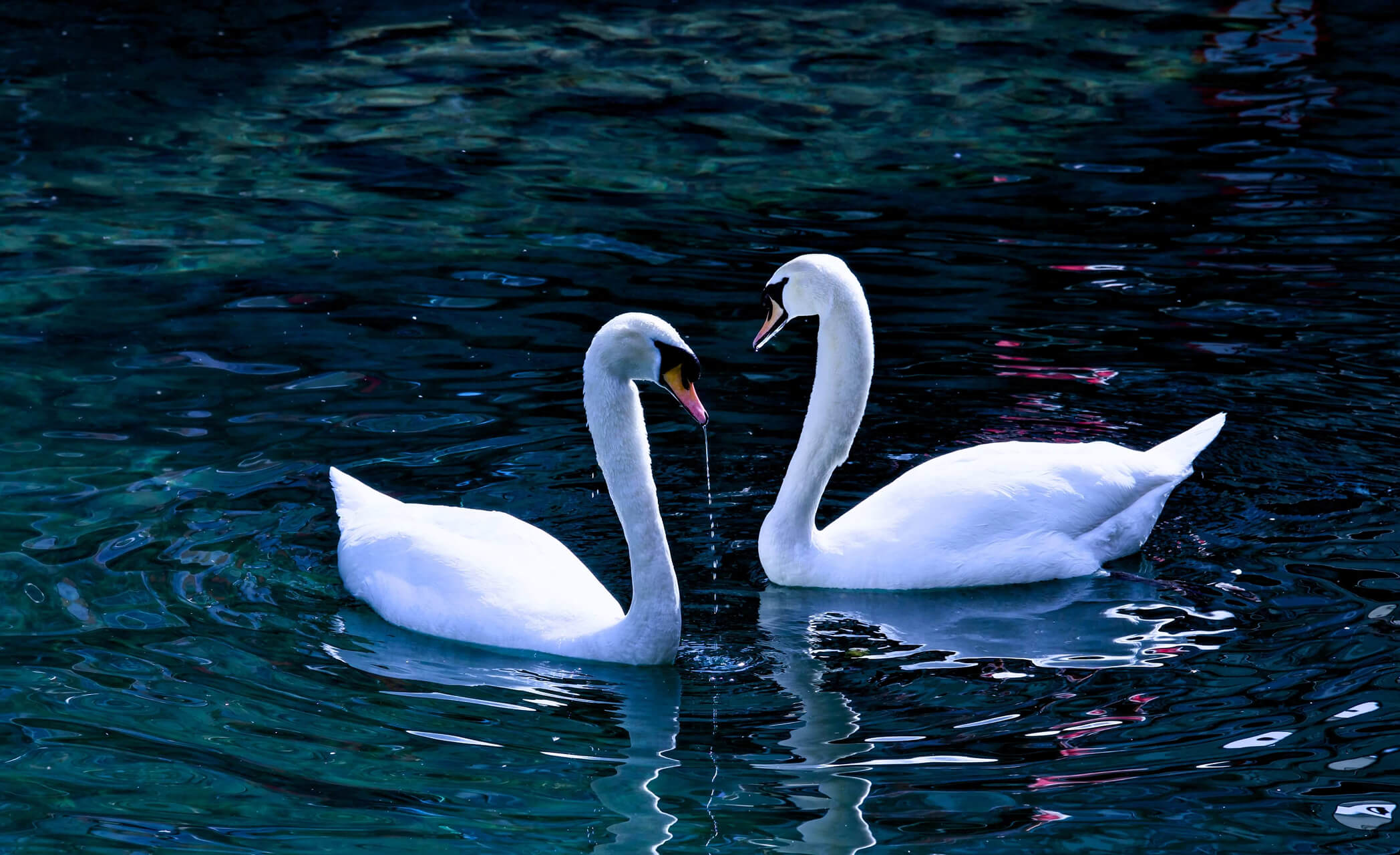 Two Swans, Van Winckel Studios